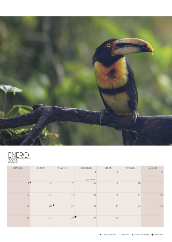 Wall Calendar 2025